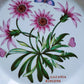 Portmeirion The Botanical Garden 1972 Shallow Bowl Or Plate Treasure Flower England