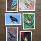 Vintage Salmo Trutti Post Cards Postcards Birds John Heidecker Photos Unused Set of 6