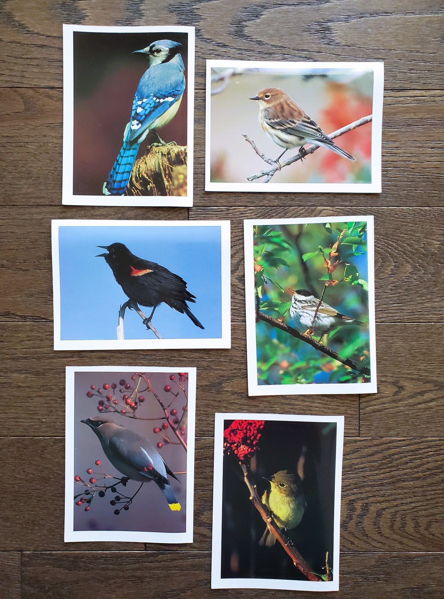 Vintage Salmo Trutti Post Cards Postcards Birds John Heidecker Photos Unused Set of 6