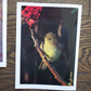 Vintage Salmo Trutti Post Cards Postcards Birds John Heidecker Photos Unused Set of 6