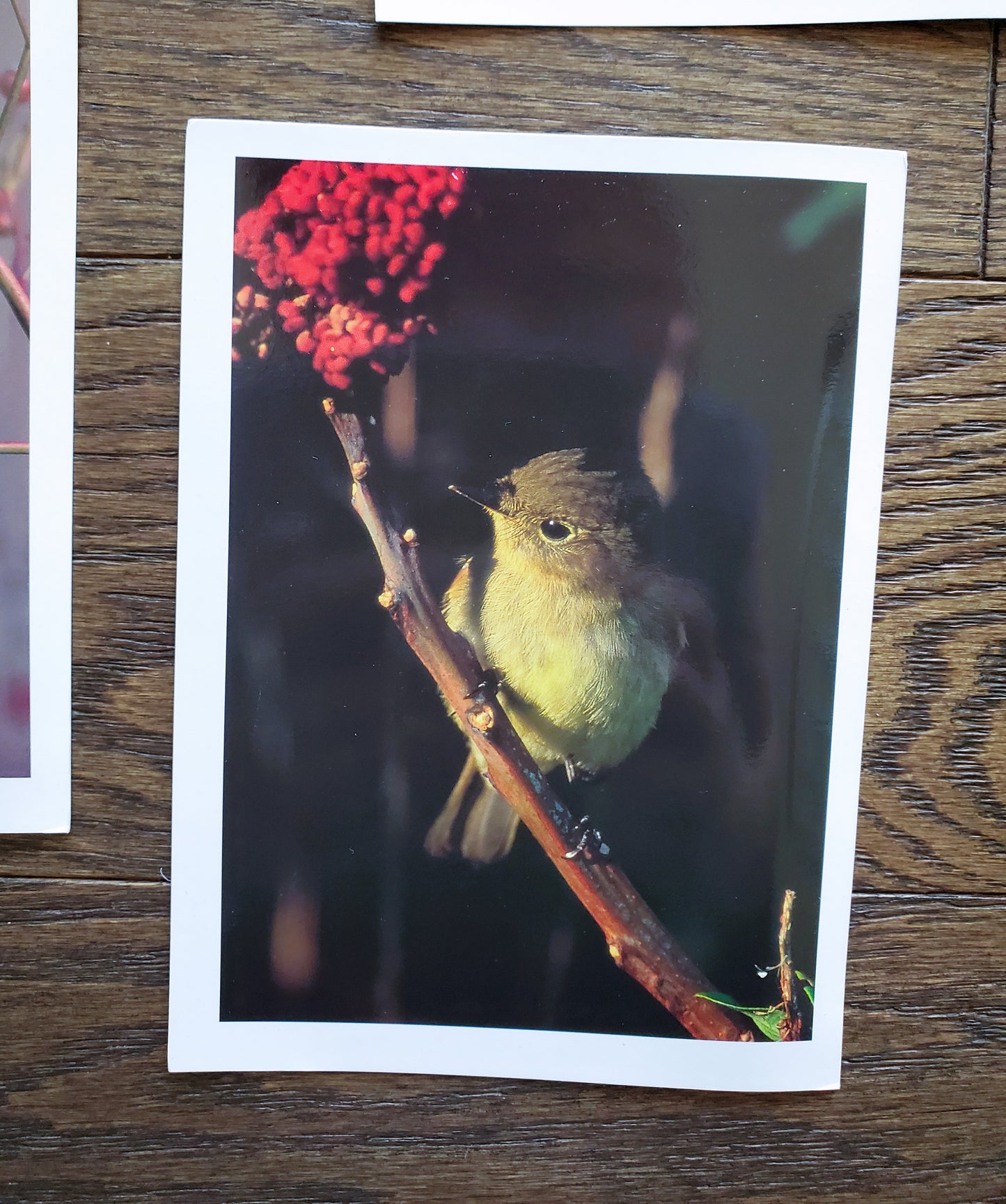 Vintage Salmo Trutti Post Cards Postcards Birds John Heidecker Photos Unused Set of 6