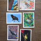 Vintage Salmo Trutti Post Cards Postcards Birds John Heidecker Photos Unused Set of 6