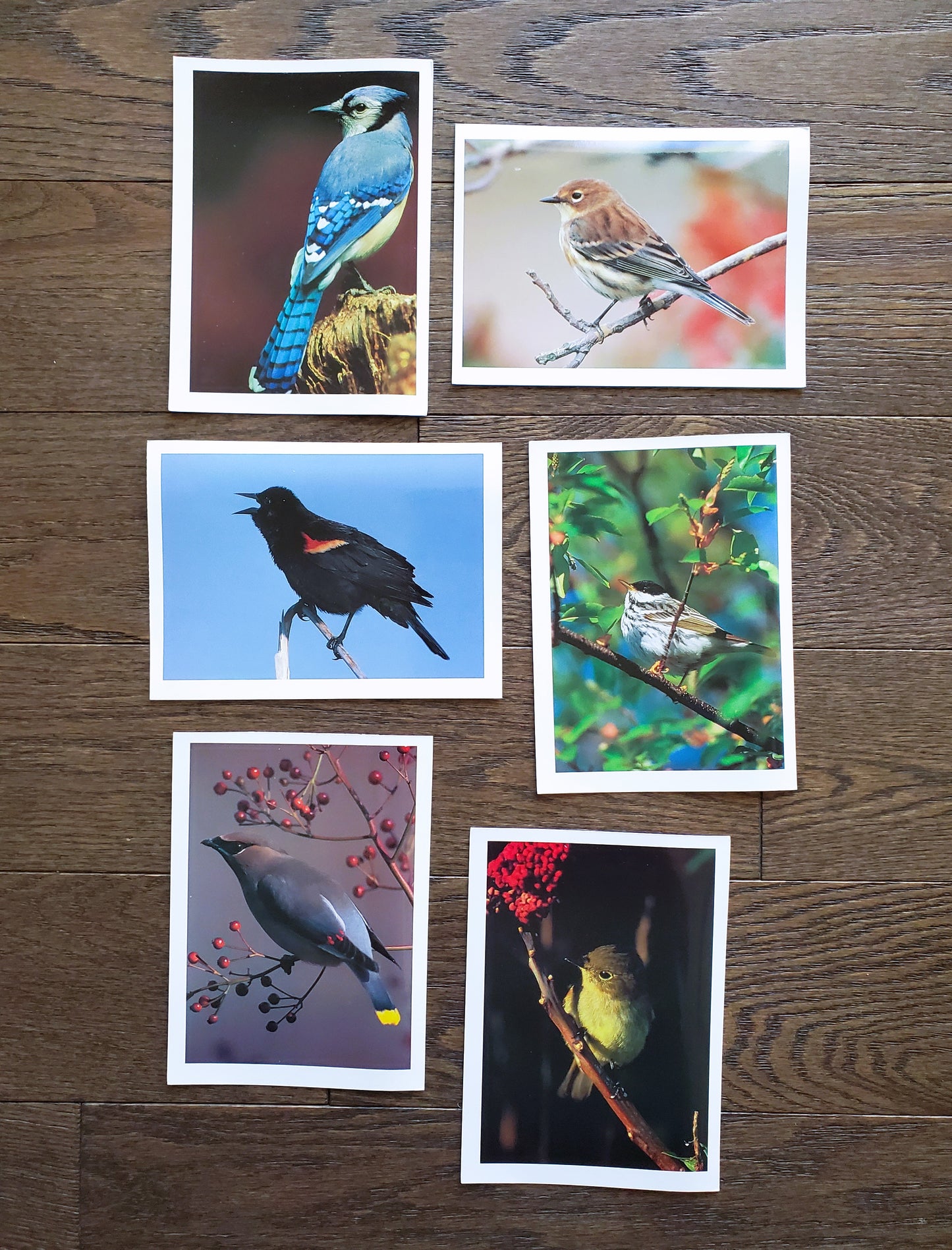 Vintage Salmo Trutti Post Cards Postcards Birds John Heidecker Photos Unused Set of 6