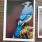 Vintage Salmo Trutti Post Cards Postcards Birds John Heidecker Photos Unused Set of 6