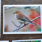 Vintage Salmo Trutti Post Cards Postcards Birds John Heidecker Photos Unused Set of 6