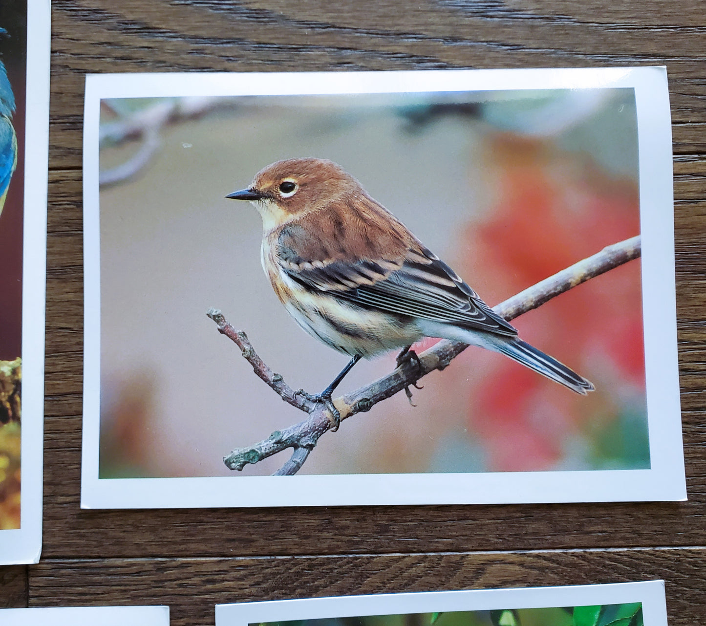 Vintage Salmo Trutti Post Cards Postcards Birds John Heidecker Photos Unused Set of 6