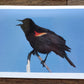 Vintage Salmo Trutti Post Cards Postcards Birds John Heidecker Photos Unused Set of 6