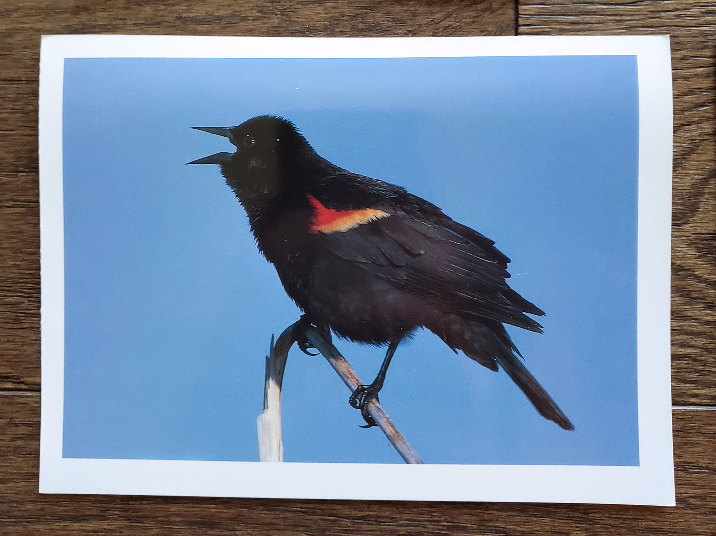 Vintage Salmo Trutti Post Cards Postcards Birds John Heidecker Photos Unused Set of 6