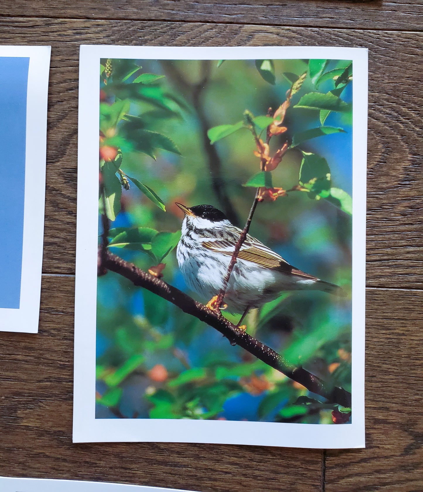 Vintage Salmo Trutti Post Cards Postcards Birds John Heidecker Photos Unused Set of 6