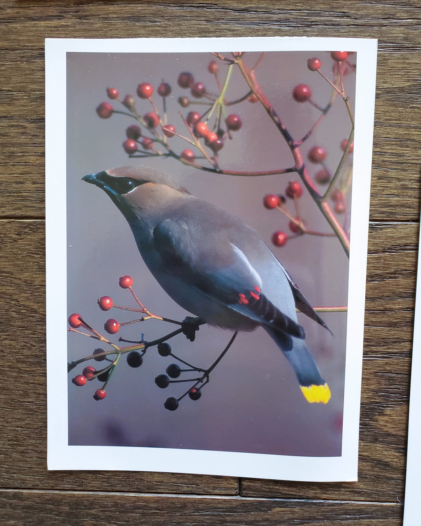 Vintage Salmo Trutti Post Cards Postcards Birds John Heidecker Photos Unused Set of 6